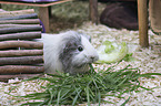 Sheltie Guinea Pig