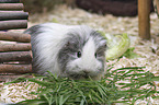 Sheltie Guinea Pig