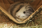 Sheltie Guinea Pig