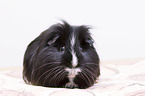 Sheltie Guinea Pig