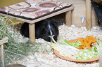 Sheltie Guinea Pig