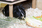 Sheltie Guinea Pig