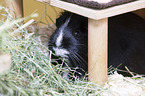 Sheltie Guinea Pig