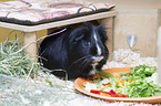 Sheltie Guinea Pig