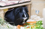 Sheltie Guinea Pig