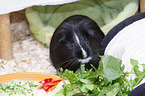 Sheltie Guinea Pig