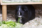 Sheltie Guinea Pig