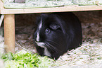 Sheltie Guinea Pig