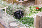 Sheltie Guinea Pig