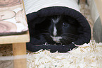 Sheltie Guinea Pig