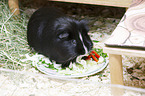 Sheltie Guinea Pig