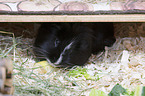 Sheltie Guinea Pig