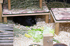 Sheltie Guinea Pig