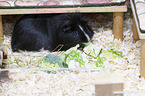 Sheltie Guinea Pig