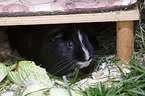 Sheltie Guinea Pig