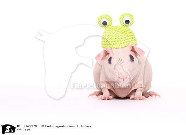Nacktmeerschweinchen / skinny pig / JH-22370