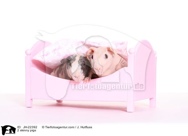 2 Nacktmeerschweinchen / 2 skinny pigs / JH-22392
