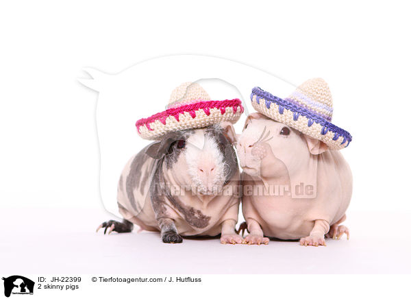 2 Nacktmeerschweinchen / 2 skinny pigs / JH-22399