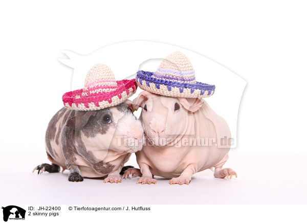 2 Nacktmeerschweinchen / 2 skinny pigs / JH-22400