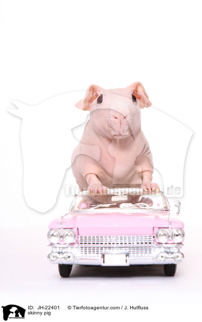Nacktmeerschweinchen / skinny pig / JH-22401