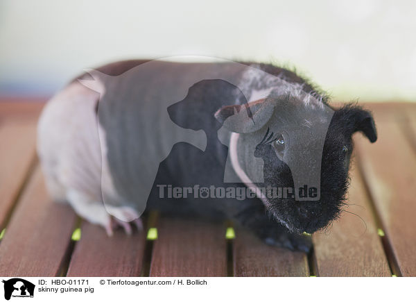 skinny guinea pig / HBO-01171