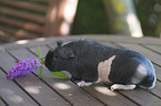 skinny guinea pig