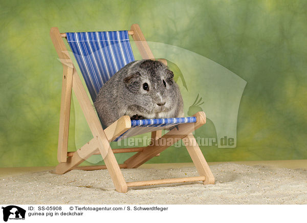 guinea pig in deckchair / SS-05908