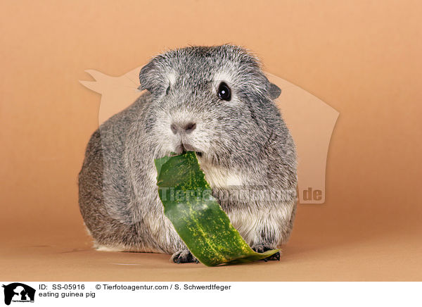 fressendes Glatthaarmeerschwein / eating guinea pig / SS-05916