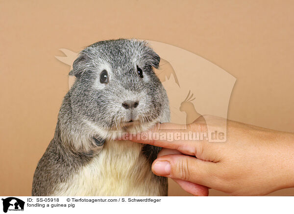Glatthaarmeerschwein wird gestreichelt / fondling a guinea pig / SS-05918