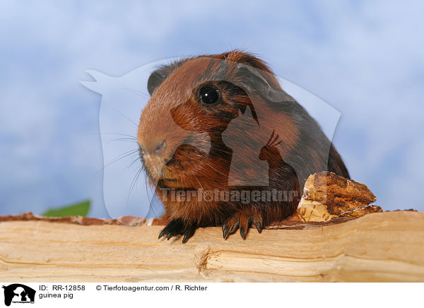 Glatthaarmeerschwein / guinea pig / RR-12858
