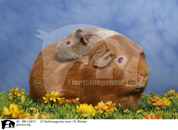 Meerschweinchen / guinea pig / RR-12873