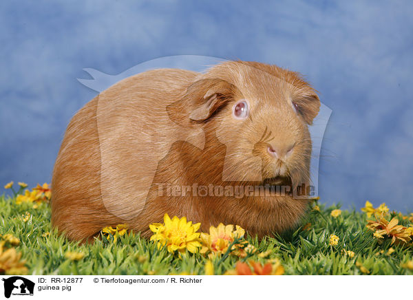 Meerschweinchen / guinea pig / RR-12877