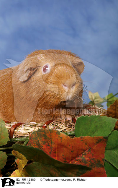 Meerschweinchen / guinea pig / RR-12880
