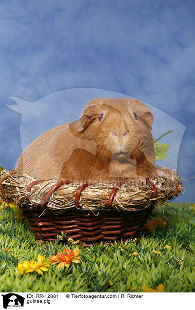 Meerschweinchen / guinea pig / RR-12881
