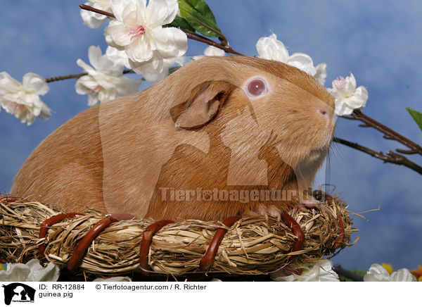 Meerschweinchen / guinea pig / RR-12884