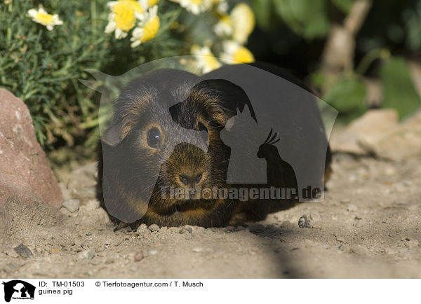 guinea pig / TM-01503
