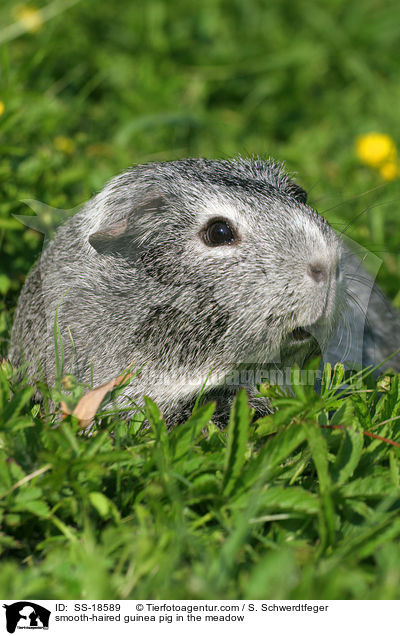 Glatthaarmeerschweinchen auf der Wiese / smooth-haired guinea pig in the meadow / SS-18589