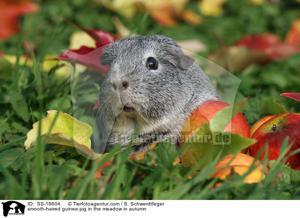 Glatthaarmeerschweinchen auf der Wiese im Herbst / smooth-haired guinea pig in the meadow in autumn / SS-18604