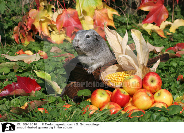 Glatthaarmeerschweinchen im Herbst / smooth-haired guinea pig in the autumn / SS-18610