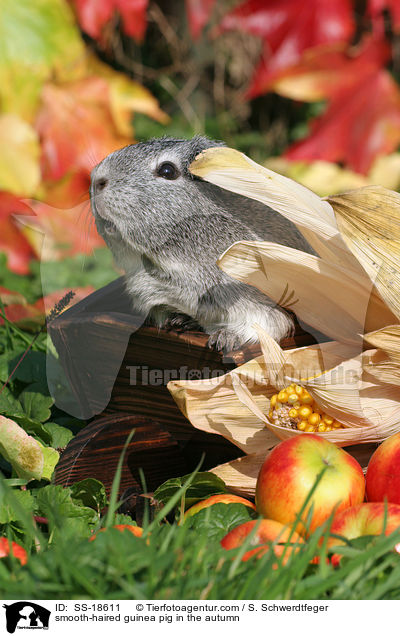 Glatthaarmeerschweinchen im Herbst / smooth-haired guinea pig in the autumn / SS-18611