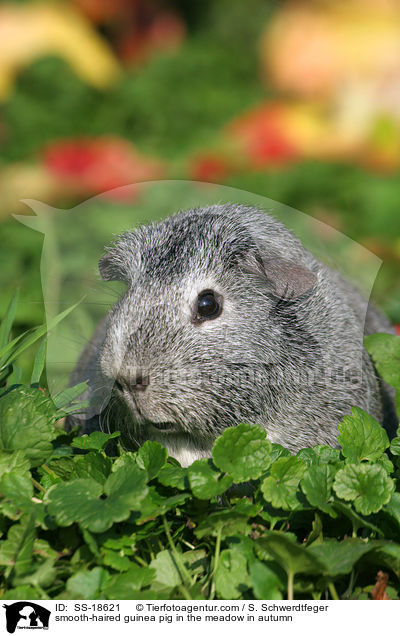 smooth-haired guinea pig in the meadow in autumn / SS-18621