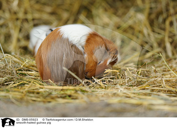 Glatthaarmeerschwein / smooth-haired guinea pig / DMS-05923