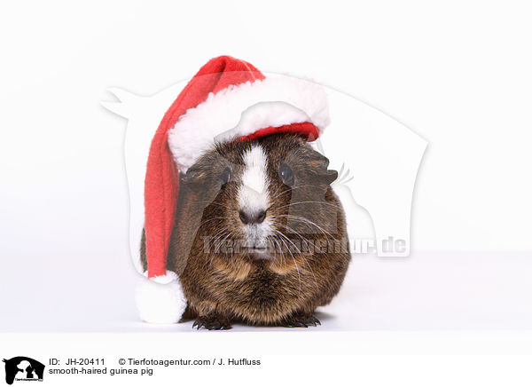Glatthaarmeerschwein / smooth-haired guinea pig / JH-20411