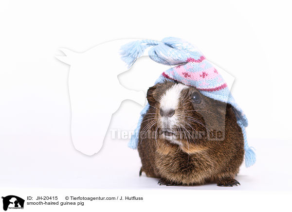 Glatthaarmeerschwein / smooth-haired guinea pig / JH-20415