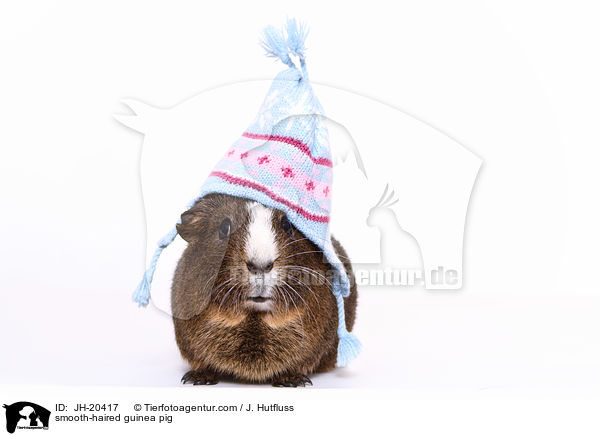 smooth-haired guinea pig / JH-20417