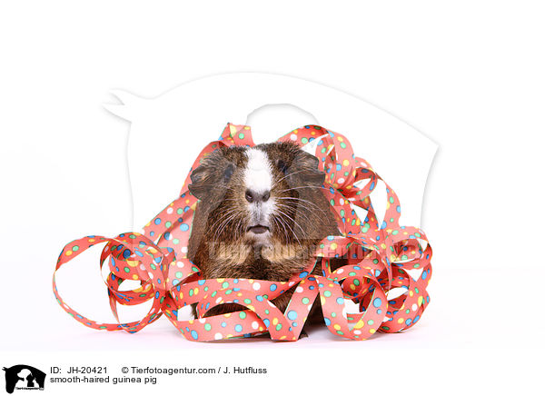 smooth-haired guinea pig / JH-20421