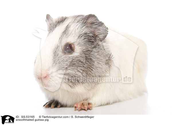 smoothhaired guinea pig / SS-53165