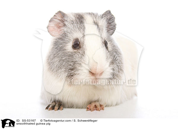 Glatthaarmeerschweinchen / smoothhaired guinea pig / SS-53167