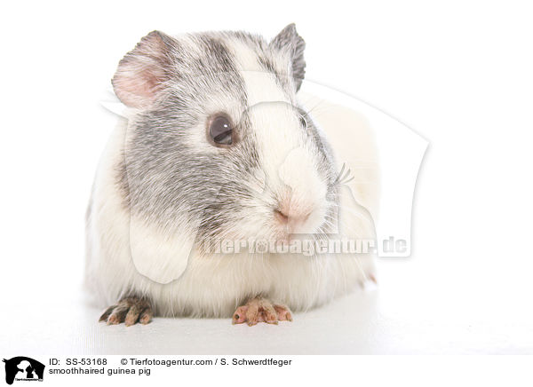 Glatthaarmeerschweinchen / smoothhaired guinea pig / SS-53168