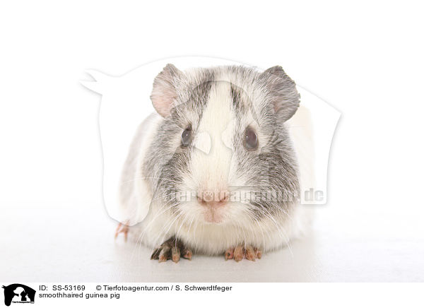 smoothhaired guinea pig / SS-53169